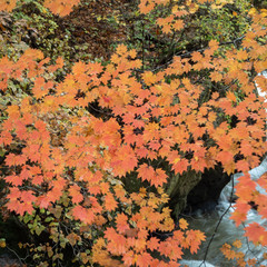 Close up beautiful orange branch of maple tree on flowing stream for background with copy space , Nikko