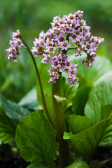 purple flowers on green background