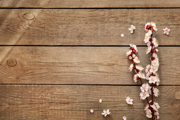 Fototapeta premium Spring blooming branches on wooden background. Copy space. Top view.