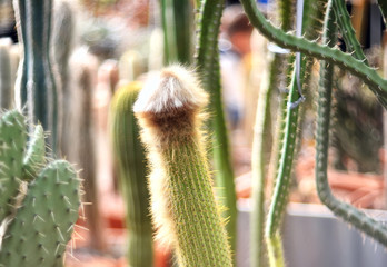 long shaggy green cactus on a blurry background
