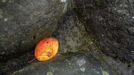 Close up orange autumn leaf drop on rock floor with sunlight for background with copy space