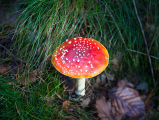 ein Fliegenpilz auf dem Waldboden