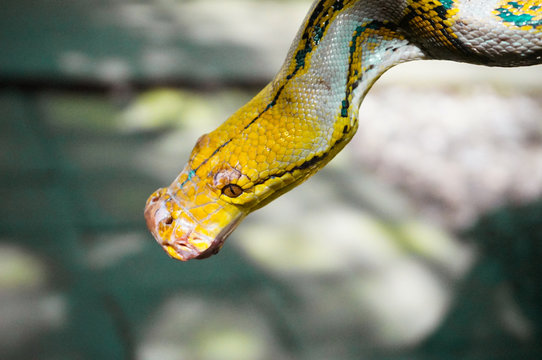 Close up of the head of a yellow python