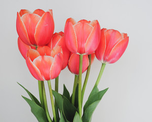 bouquet of red tulips