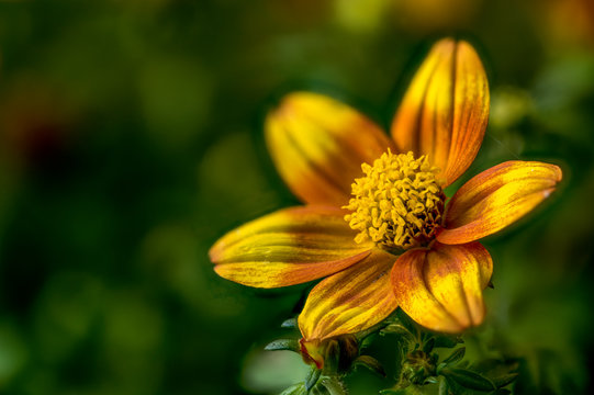 Korbbl&uuml;tler der Gattung Bidens, Zweizahn; Sommerbl&uuml;her