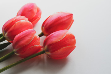 red tulips on a white background
