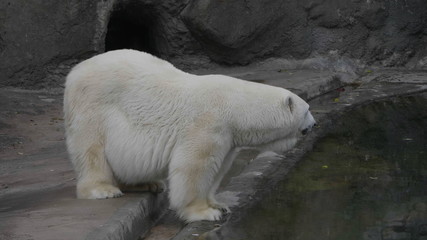 Obraz na płótnie Canvas Polar Bear Ursus Maritimus on a sunny day