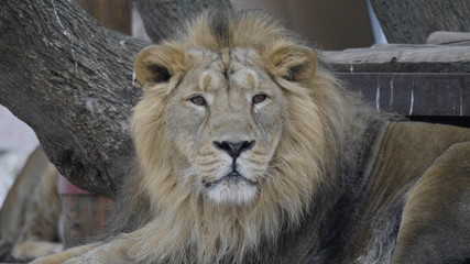 Portrait lion basking in the warm sun after dinner