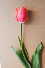 pink tulip on a wooden background
