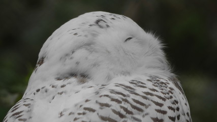 Snowy owl Bubo scandiacus or Nyctea scandiaca sitting on a stick