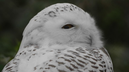 Snowy owl Bubo scandiacus or Nyctea scandiaca sitting on a stick