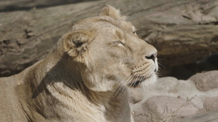 Portrait lioness basking in the warm sun after dinner