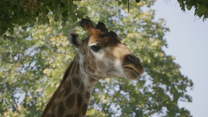 Beautiful giraffe stands tall on blue sky background