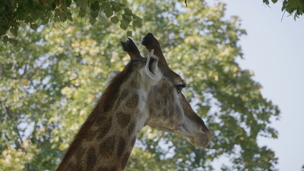 Beautiful giraffe stands tall on blue sky background