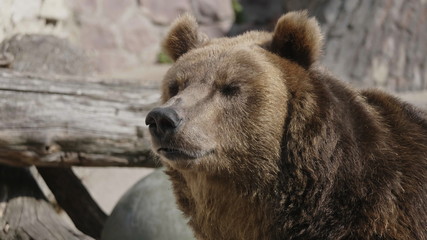 Fototapeta premium Brown bear (Ursus arctos) portrait on the hunt