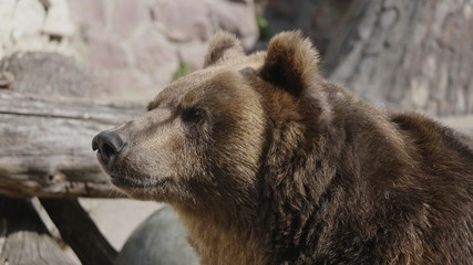 Obraz premium Brown bear (Ursus arctos) portrait on the hunt