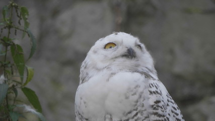 Snowy owl Bubo scandiacus or Nyctea scandiaca sitting on a stick