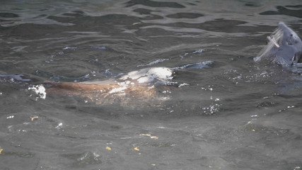 Obraz premium Very cute spotted seal pops up in the waves