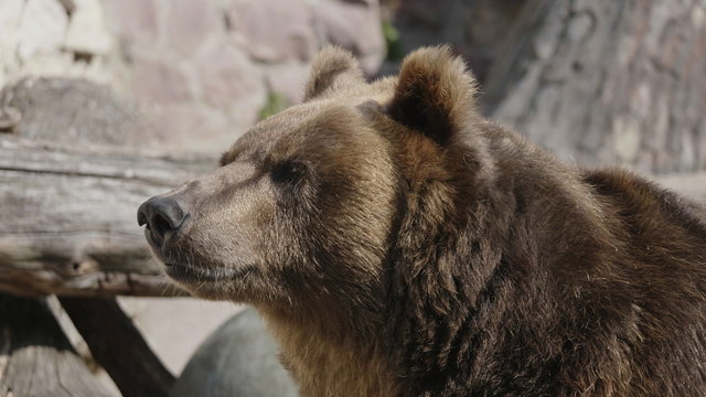 Brown bear (Ursus arctos) portrait on the hunt