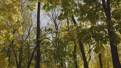Autumn leaves fall in the forest, natural landscape