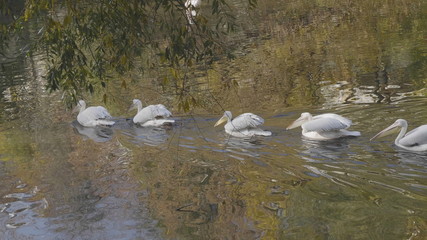 White Pelican (Pelecanus onocrotalus) also known as the Eastern White Pelican.