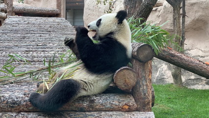 Obraz premium Panda goes on a background of green grass