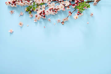 Spring blooming branches on blue background. Copy space. Top view.