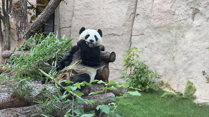 Panda goes on a background of green grass