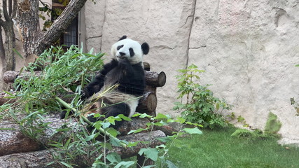 Obraz premium Panda goes on a background of green grass