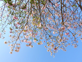 Pink trumpet tree (Tabebuia rosea), The beauty of pink flowers that are blooming at season