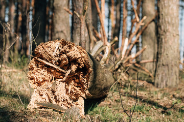 Fallen Old Pine Tree Trunk. Windfall In Forest. Storm Damage. Fallen Tree In Coniferous Forest After Strong Hurricane Wind.
