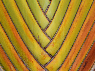 Leaf bases of  traveller's palm ( Ravenala madagascariensis ) texture