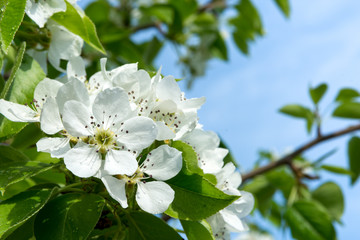 Closeup of spring blossom flower on blue sky background. Blossom tree pear