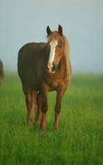 Obraz premium horses in the meadow