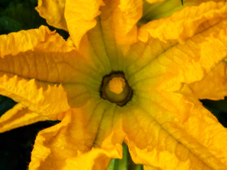 Yellow Zucchini Flower Growing Close-up
