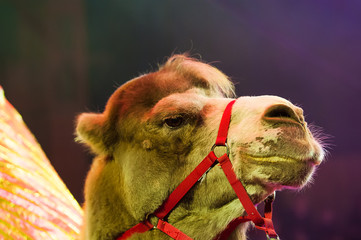 Circus camel performs in the circus