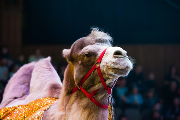 Circus camel performs in the circus