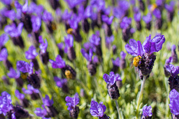 Lavendel mit Honigbienen - Lavendelfarm Wanaka