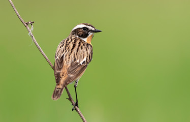 Whinchat ( Saxicola rubetra ) bird close up