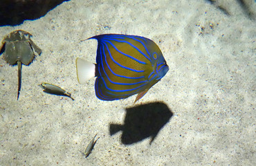 Fototapeta na wymiar Yellow sea fish with blue stripes swim in the sea