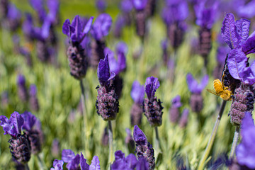 Lavendel mit Honigbienen - Lavendelfarm Wanaka