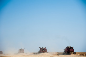 Fototapeta premium Combine harvester harvests ripe wheat
