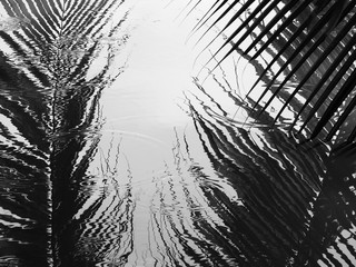 silhouette coconut leaf on water with reflection black and white style