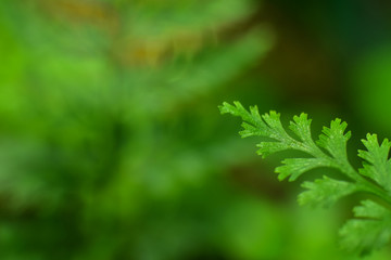 Closeup nature view of beautiful fern on blurred greenery background in garden with copy space for text using as background natural green plants landscape, ecology, fresh cover page concept.