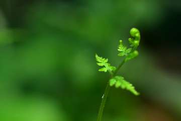 Closeup nature view of beautiful fern on blurred greenery background in garden with copy space for text using as background natural green plants landscape, ecology, fresh cover page concept.