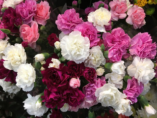 Full frame close-up view from directly above of beautiful bouquets of fresh pink and white carnations