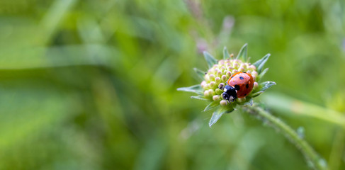 close-up of ladybug resting on flower with green background, panorama