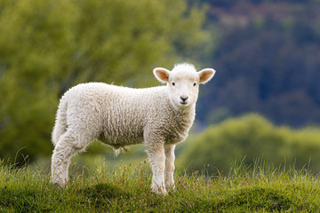 Naklejka na ściany i meble Baby Schaf im Gras in Neuseeland