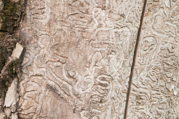 The bark beetle holes