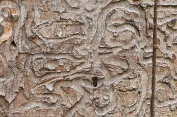 The bark beetle holes